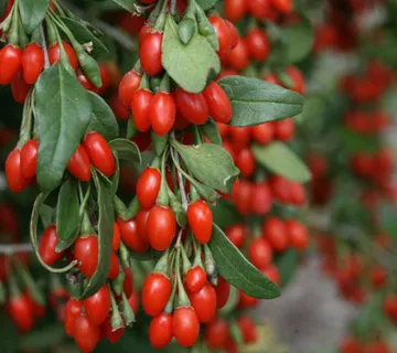 GOJI “Lycium Barbarum” - cover