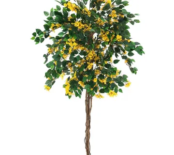 EUROPALMS Bougainvillea, yellow, 150cm - cover