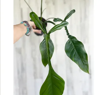 PHILODENDRON “Joepii” - cover