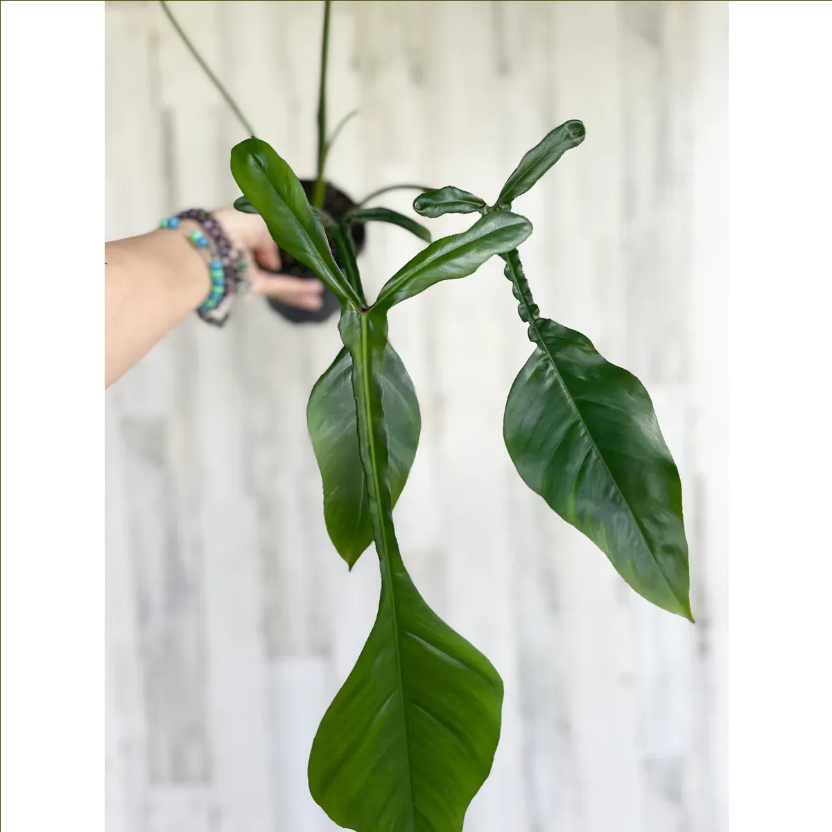PHILODENDRON “Joepii” - cover