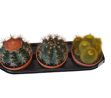 CACTUS CANARIAS - cover