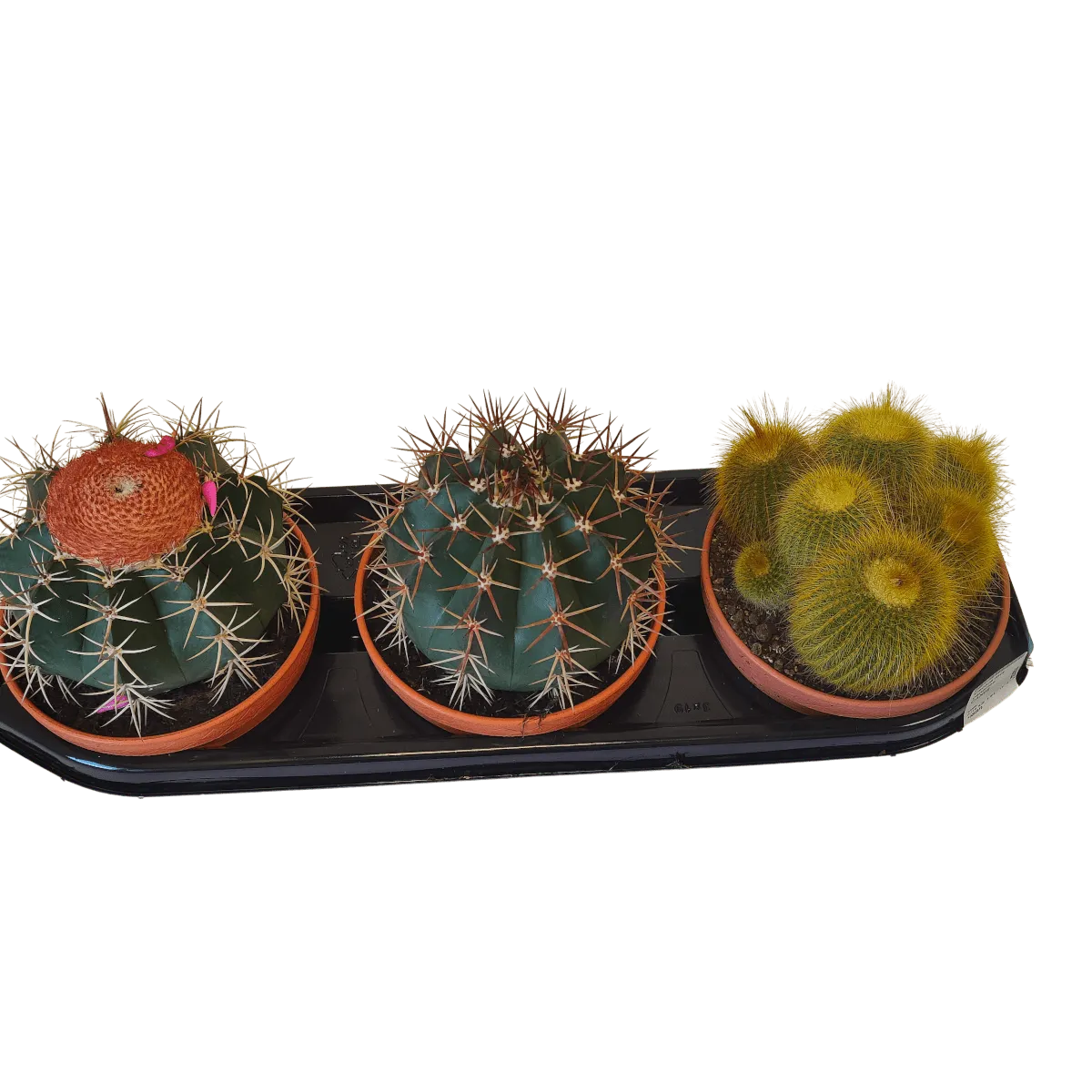 CACTUS CANARIAS - cover