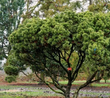 PINUS MUGO “Mughus” - cover