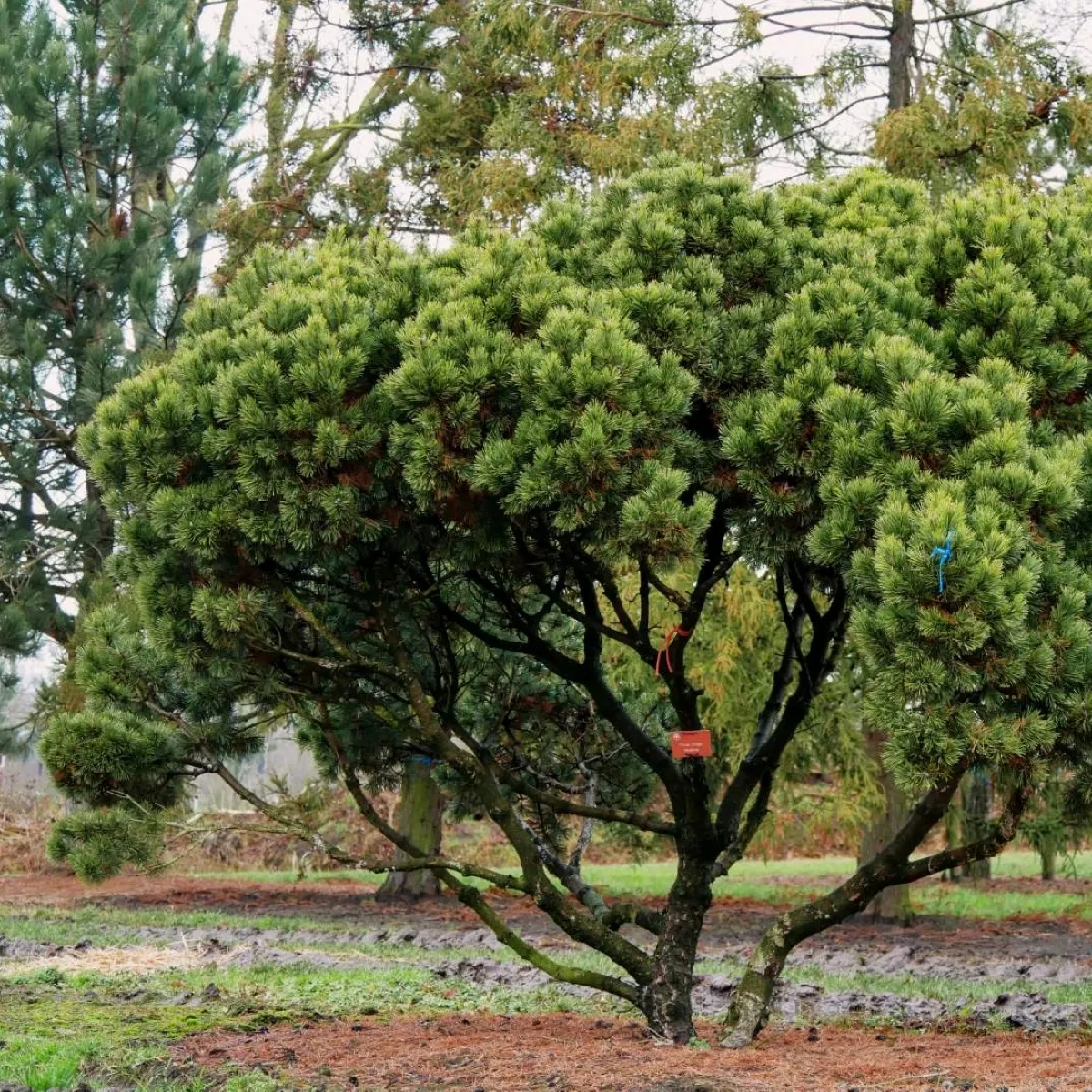 PINUS MUGO “Mughus” - cover