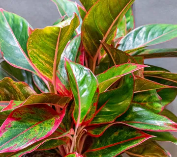 AGLAONEMA “Jungle Red” - cover