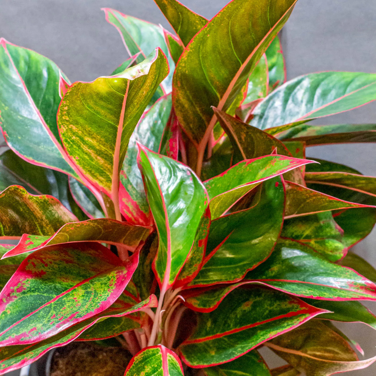 AGLAONEMA “Jungle Red” - cover