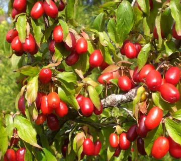 CORNUS MAS/drijen - cover