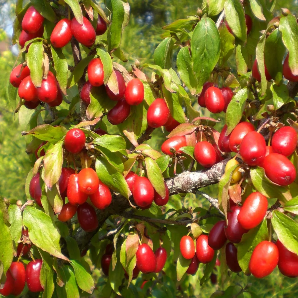 CORNUS MAS/drijen - cover