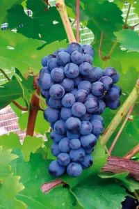 CABERNET SAUVIGNON VCR500 - cover