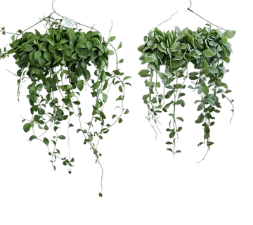 DISCHIDIA - sobno bilje - cover