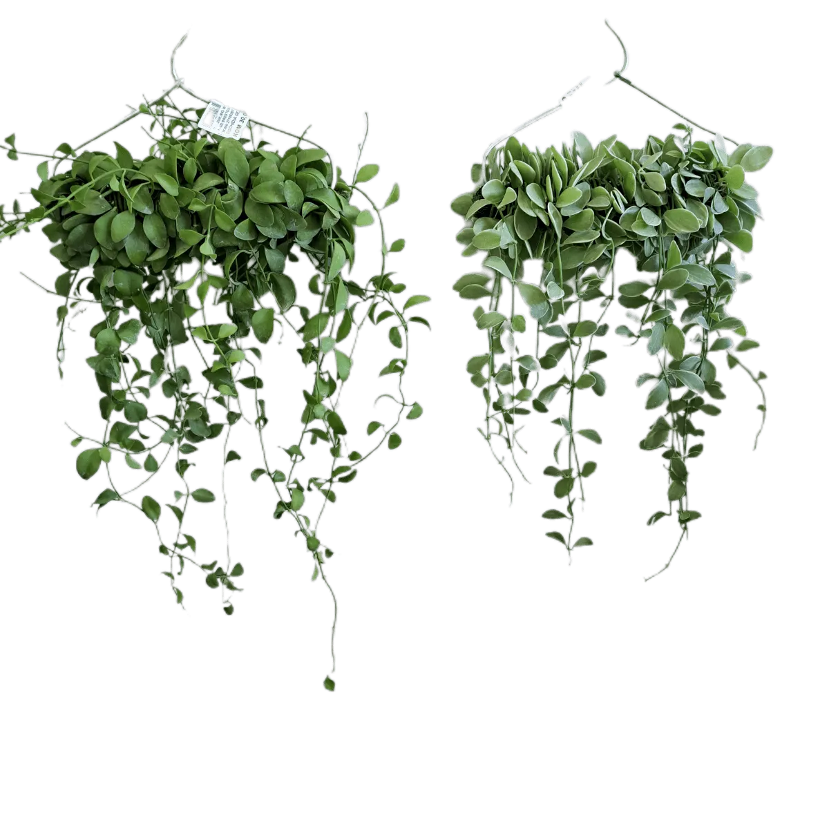 DISCHIDIA - sobno bilje - cover