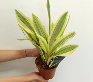 SANSEVIERIA AUB “Yellowstone” - cover