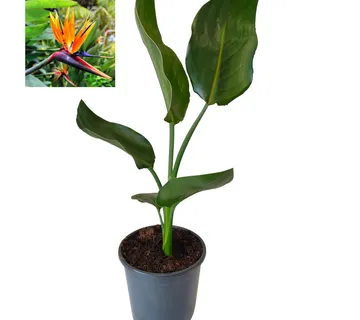 STRELITZIA “Reginae” - cover