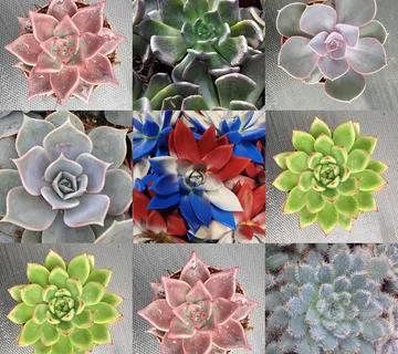 ECHEVERIA - sobno cvijeće - cover