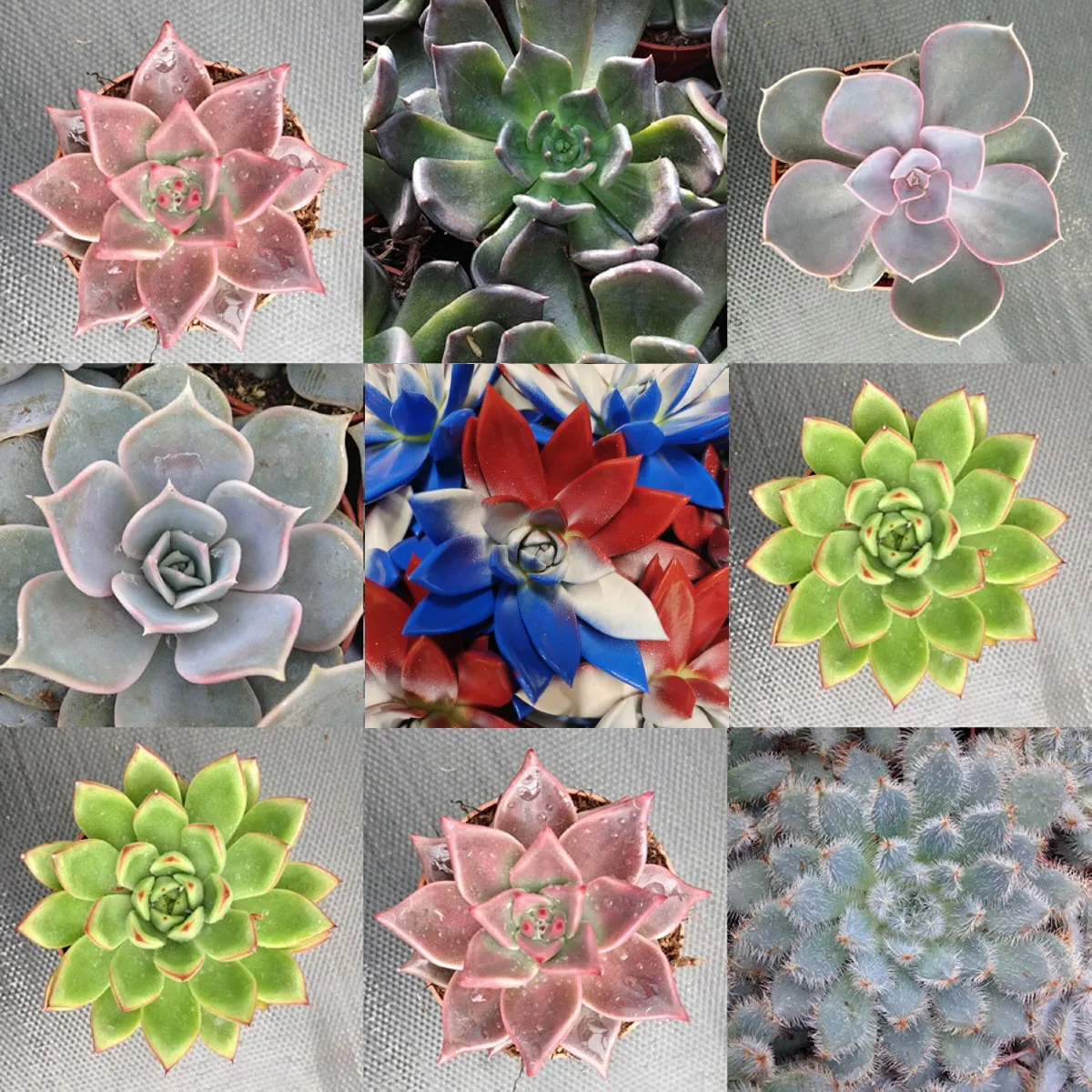 ECHEVERIA - sobno cvijeće - cover