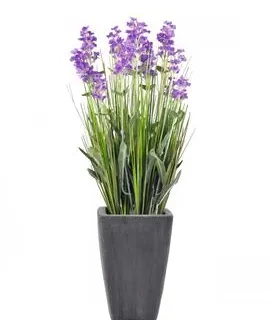 EUROPALMS Lavender, purple, in pot, 45cm - cover