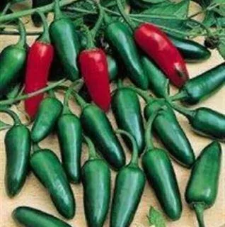 Jalapenjo paprike - cover