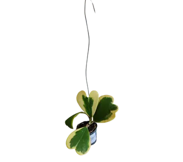 HOYA “Kerrii” Variegata - cover