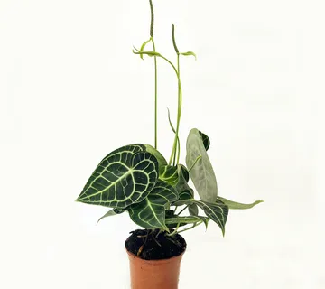 ANTHURIUM “Clarinervium Green” - cover