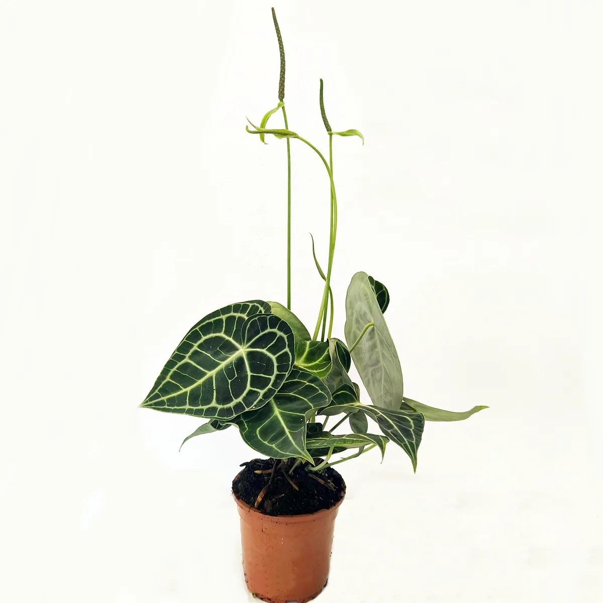 ANTHURIUM “Clarinervium Green” - cover