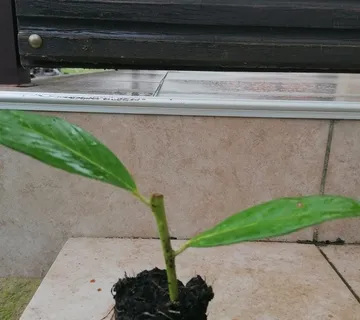 Lovor višnja/prunus laurocerasus - cover