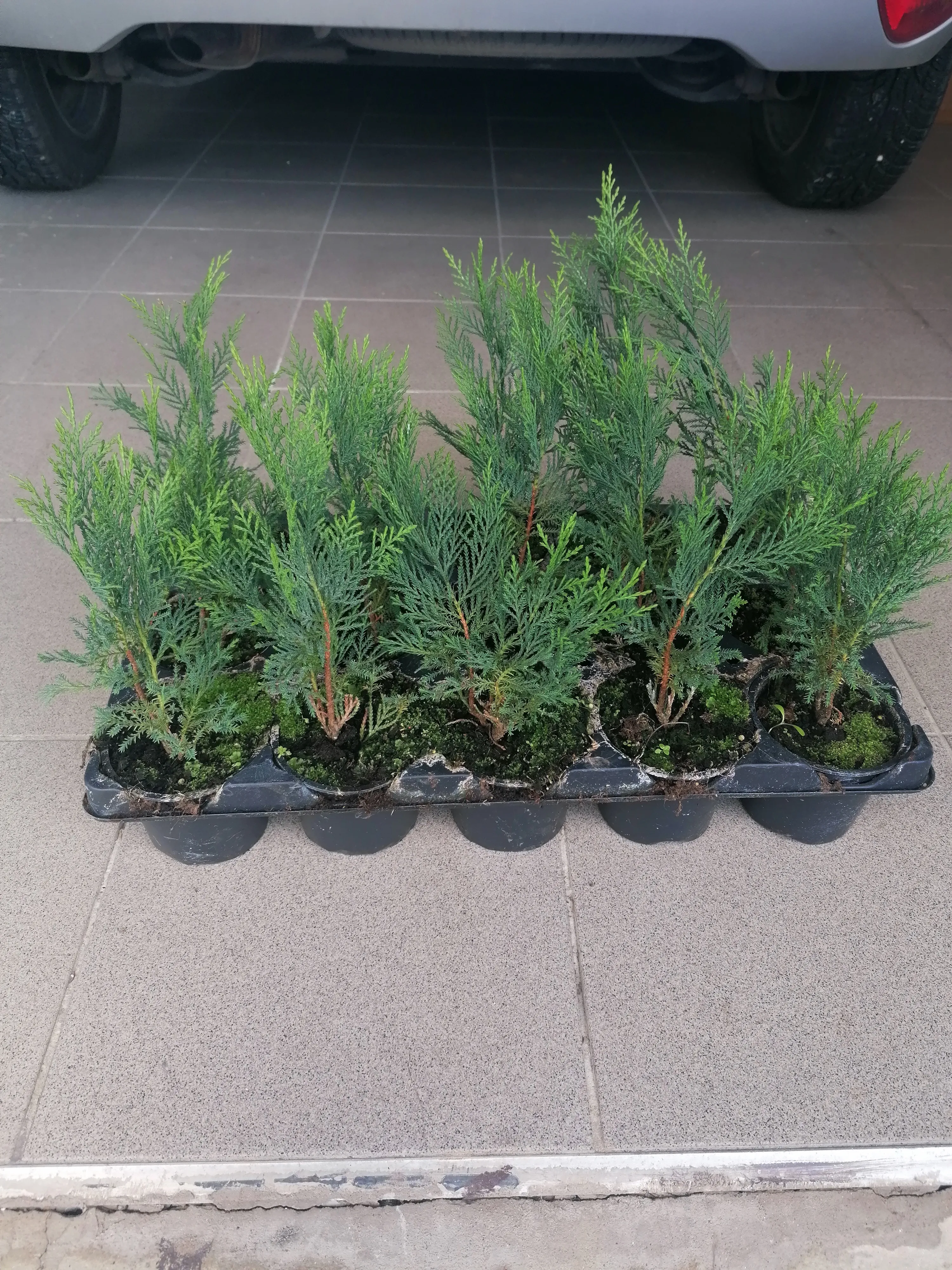 Leylandski čempres - cover