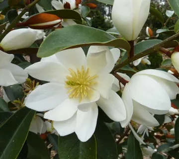 MAGNOLIA GRAN.”Little Gem” - cover