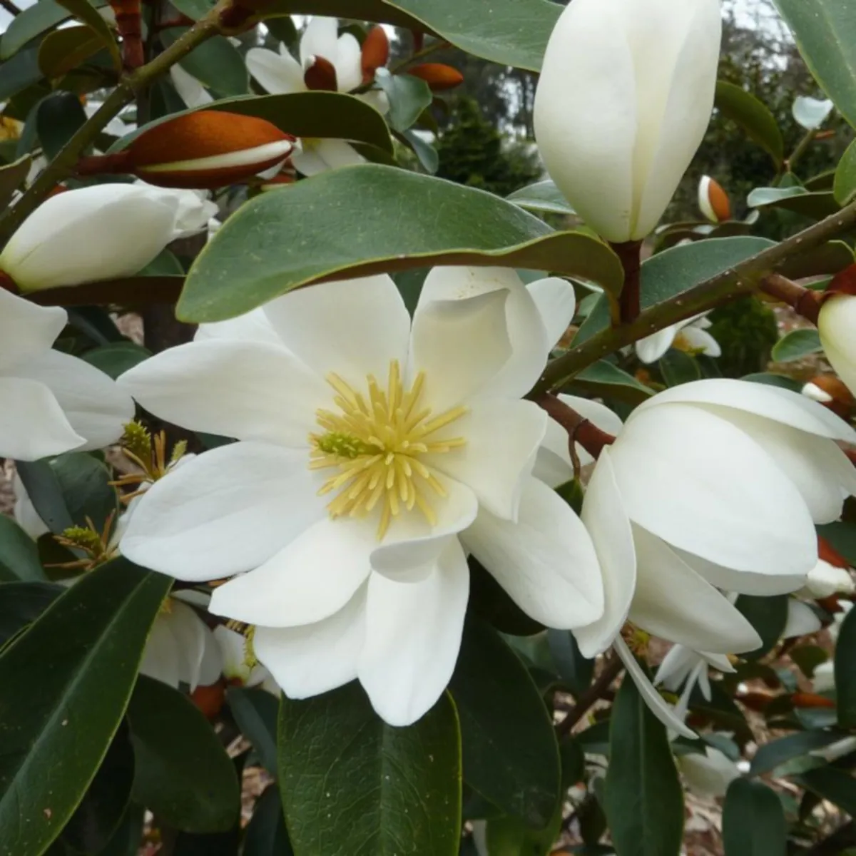 MAGNOLIA GRAN.”Little Gem” - cover