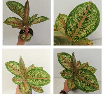 AGLAONEMA “Painted Celebration” - cover