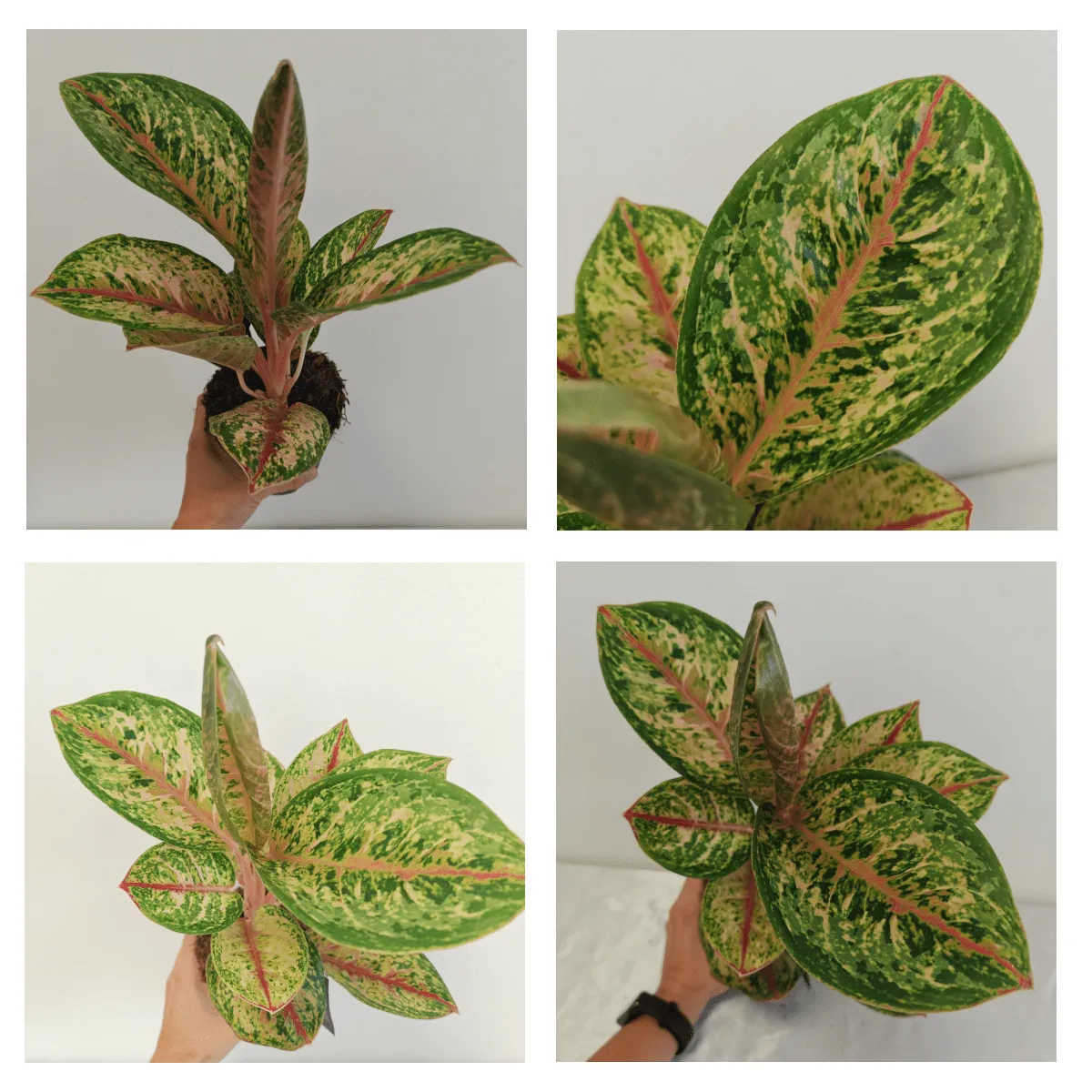 AGLAONEMA “Painted Celebration” - cover