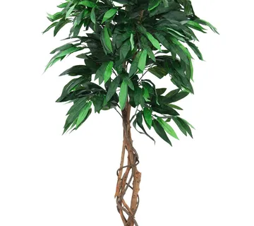 EUROPALMS Jungle tree Mango, 180cm - cover