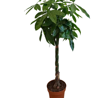 PACHIRA AQUATICA - cover