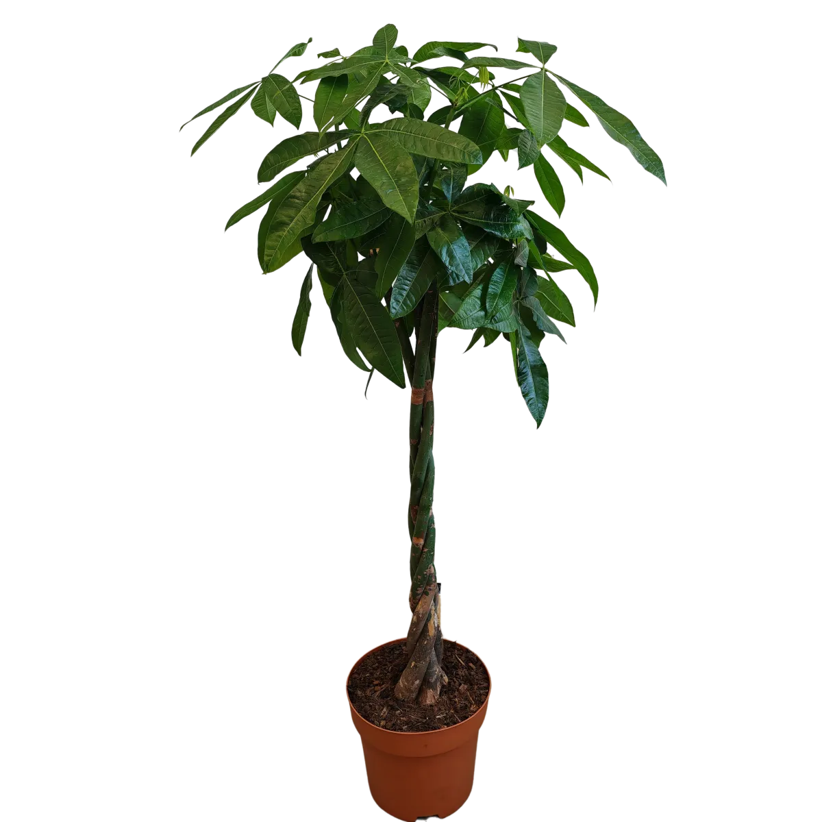 PACHIRA AQUATICA - cover