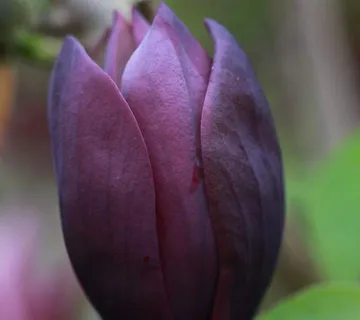 MAGNOLIA “Black Beauty” - cover