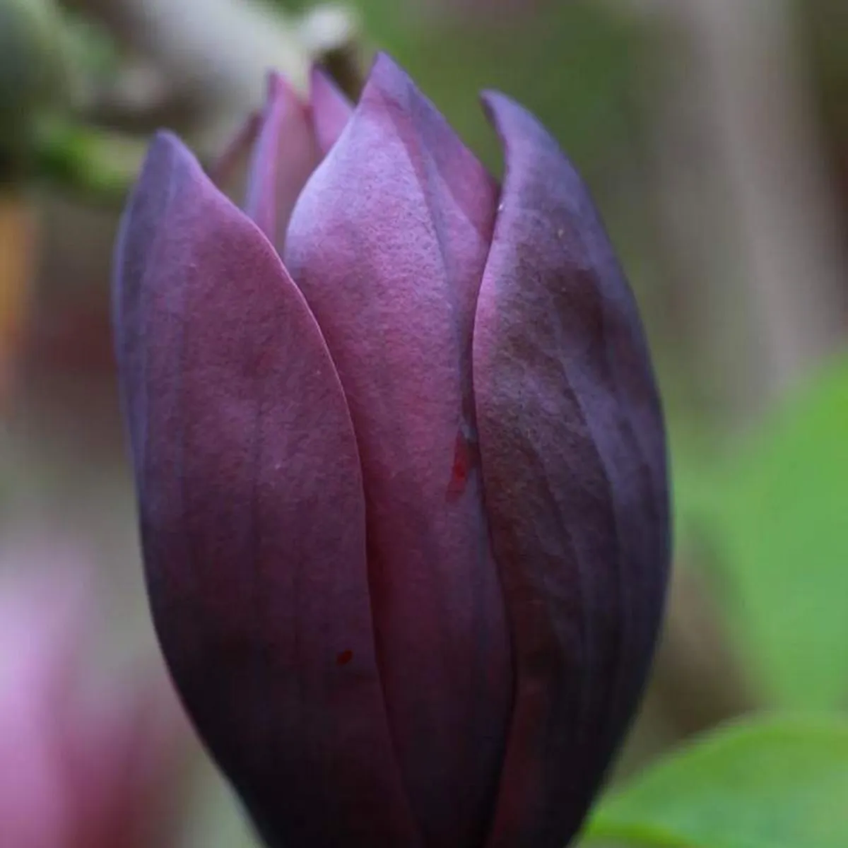 MAGNOLIA “Black Beauty” - cover