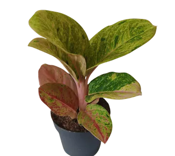 AGLAONEMA “Apple Fantasy” - cover