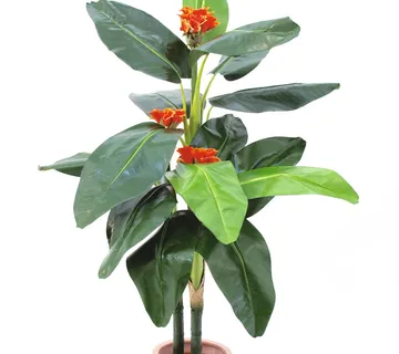EUROPALMS Tralizia, 150cm - cover