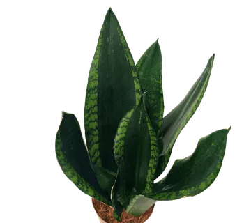 SANSEVIERIA “Silver Flame” - cover