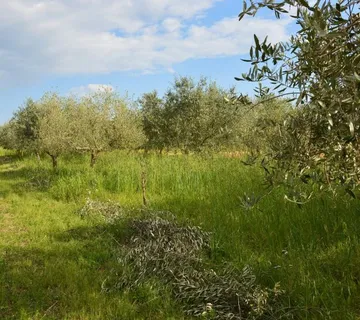 VIŠNJAN-MASLINIK SA 60 STABLA MASLINA NA PRODAJU - cover