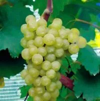 CHARDONNAY VCR10 - cover