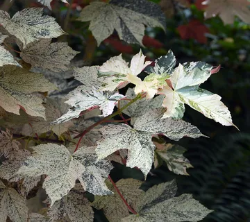 ACER PSEU.”Esk Sunset” - cover