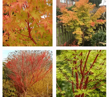 ACER PAL. “Sangokaku” - cover