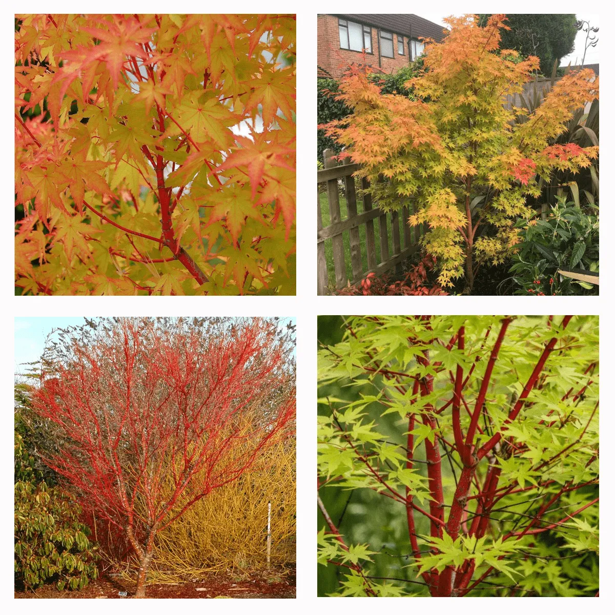 ACER PAL. “Sangokaku” - cover