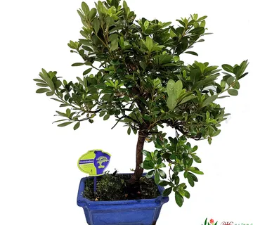 BONSAI VANJSKI “Rhododendron” - cover