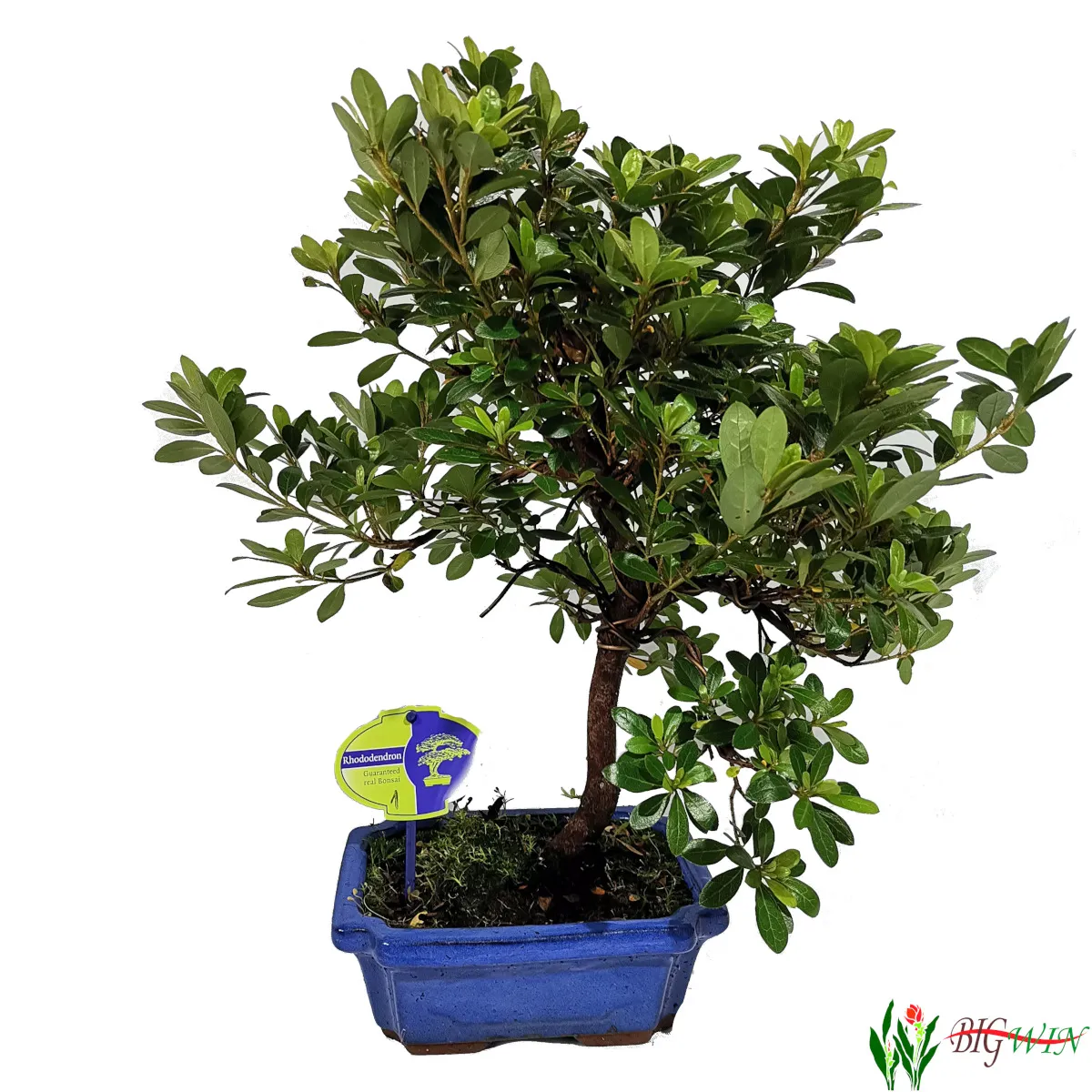 BONSAI VANJSKI “Rhododendron” - cover