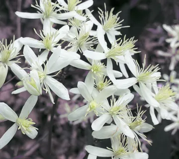 CLEMATIS RECTA “Purpurea white” - cover