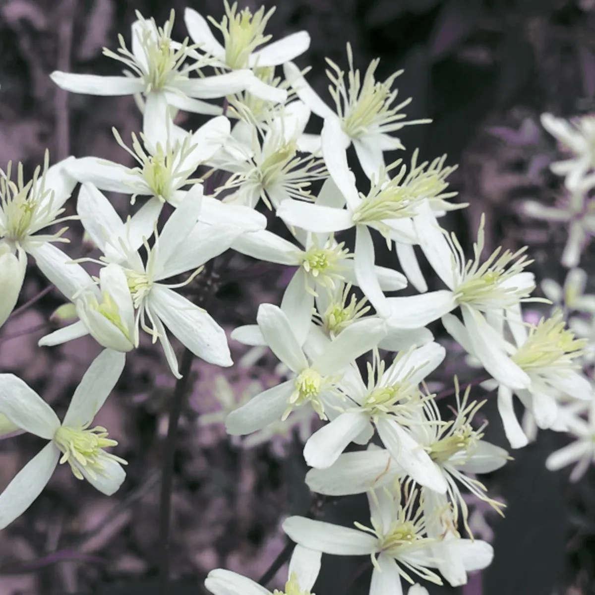 CLEMATIS RECTA “Purpurea white” - cover