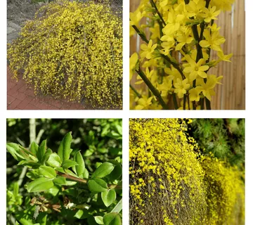 JASMINUM NUDIFLORUM - cover