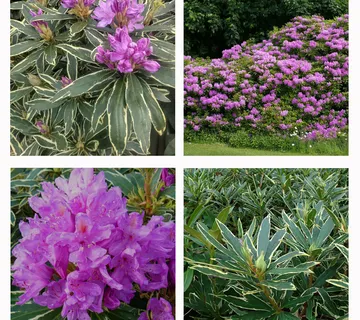 RHODODENDRON PONT. “Variegatum” - cover