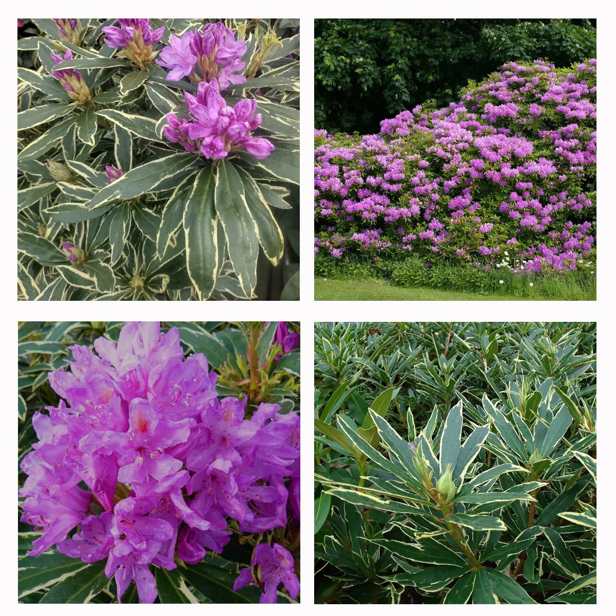 RHODODENDRON PONT. “Variegatum” - cover